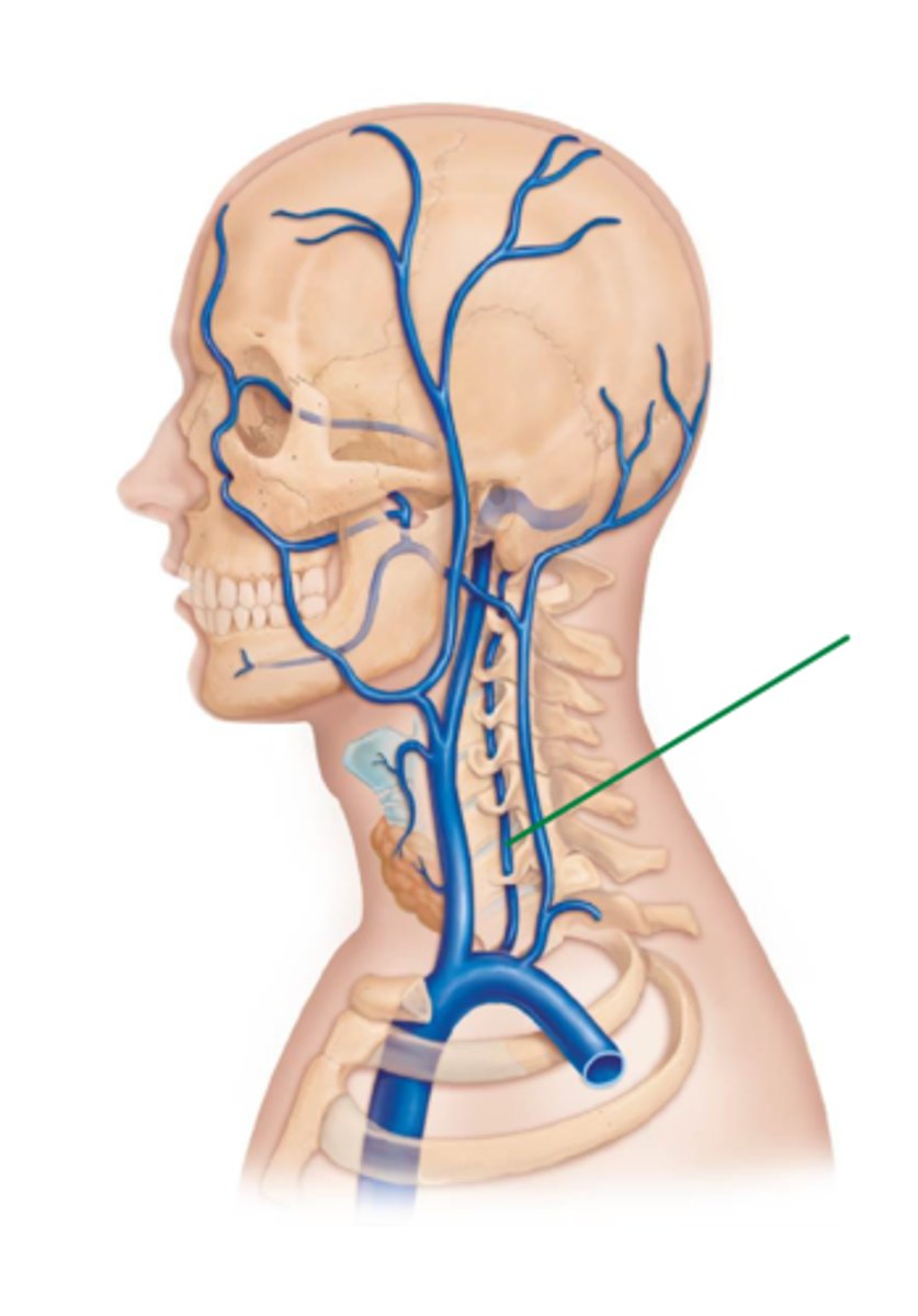 <p>runs on top of internal jugular vein</p>
