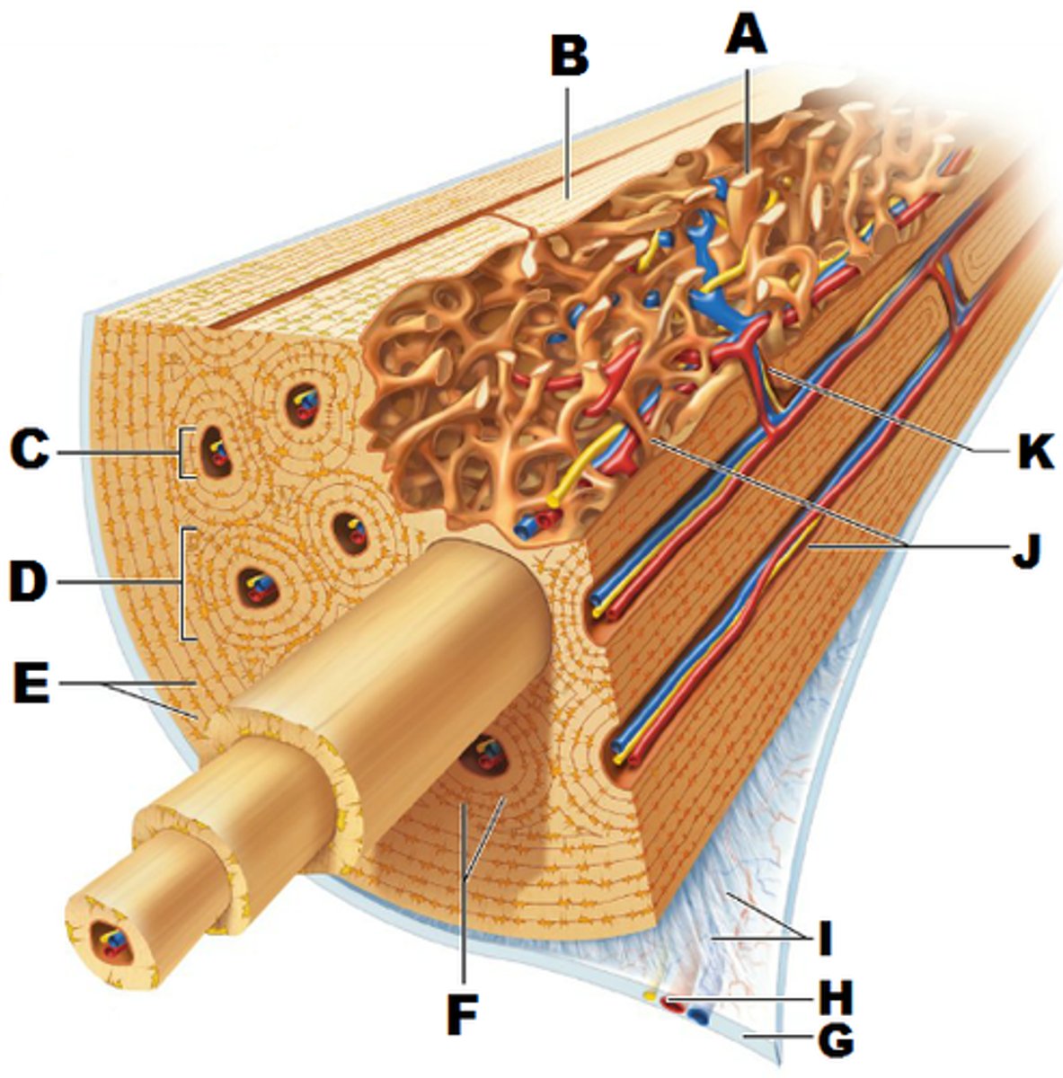 <p>H</p>