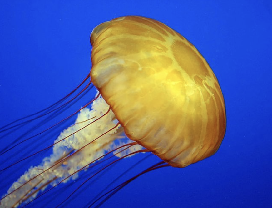 <ul><li><p>phylum cnidaria </p></li><li><p>medusa and polyp stages </p></li></ul><p></p>