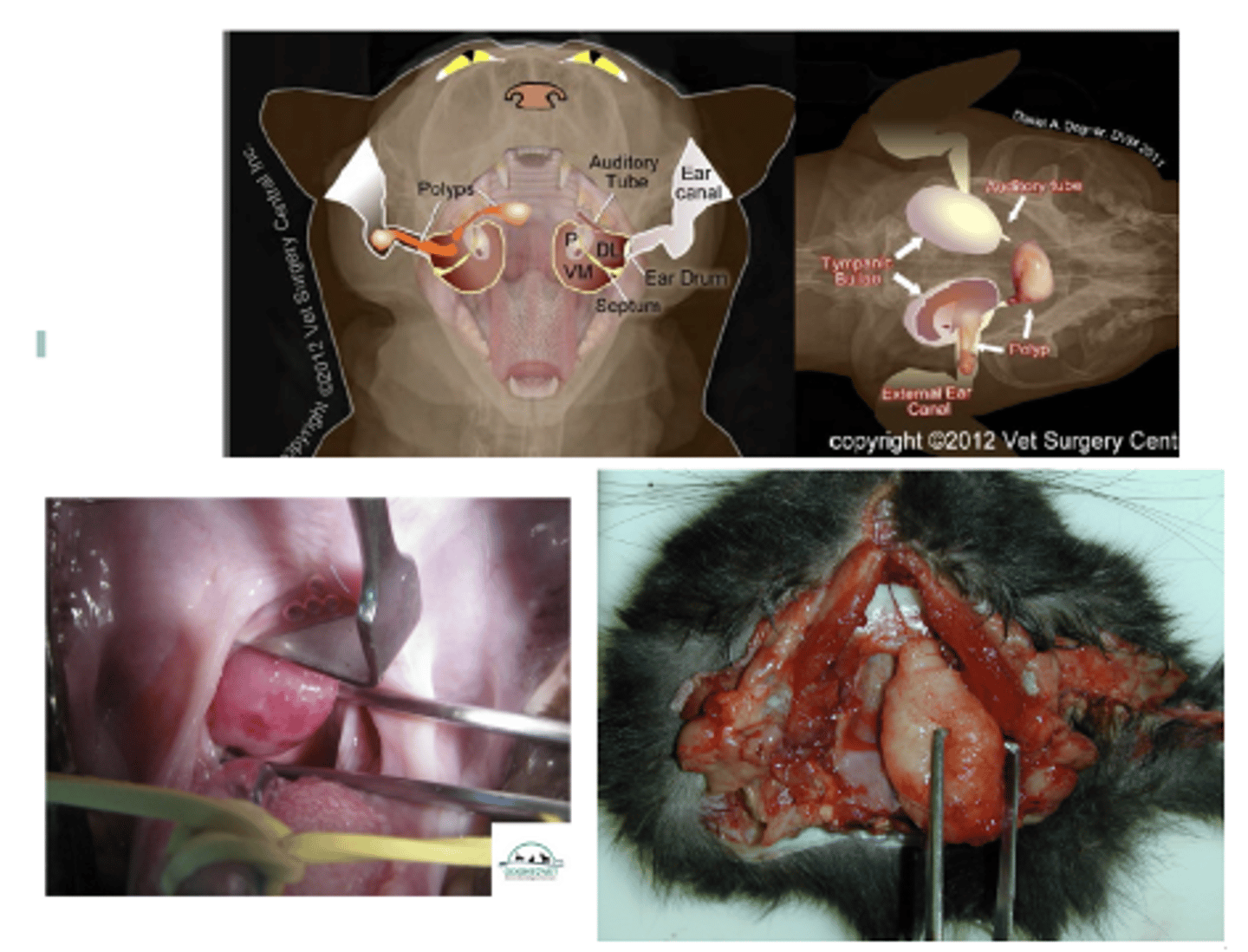 <p>- Cause/pathogenesis is unknown but it is usually associated with hyperplasia of mucous membranes and chronic inflammation of underlying tissues.</p>