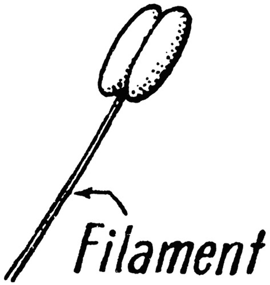 <p>Holds the anther in position making it available to plants</p>