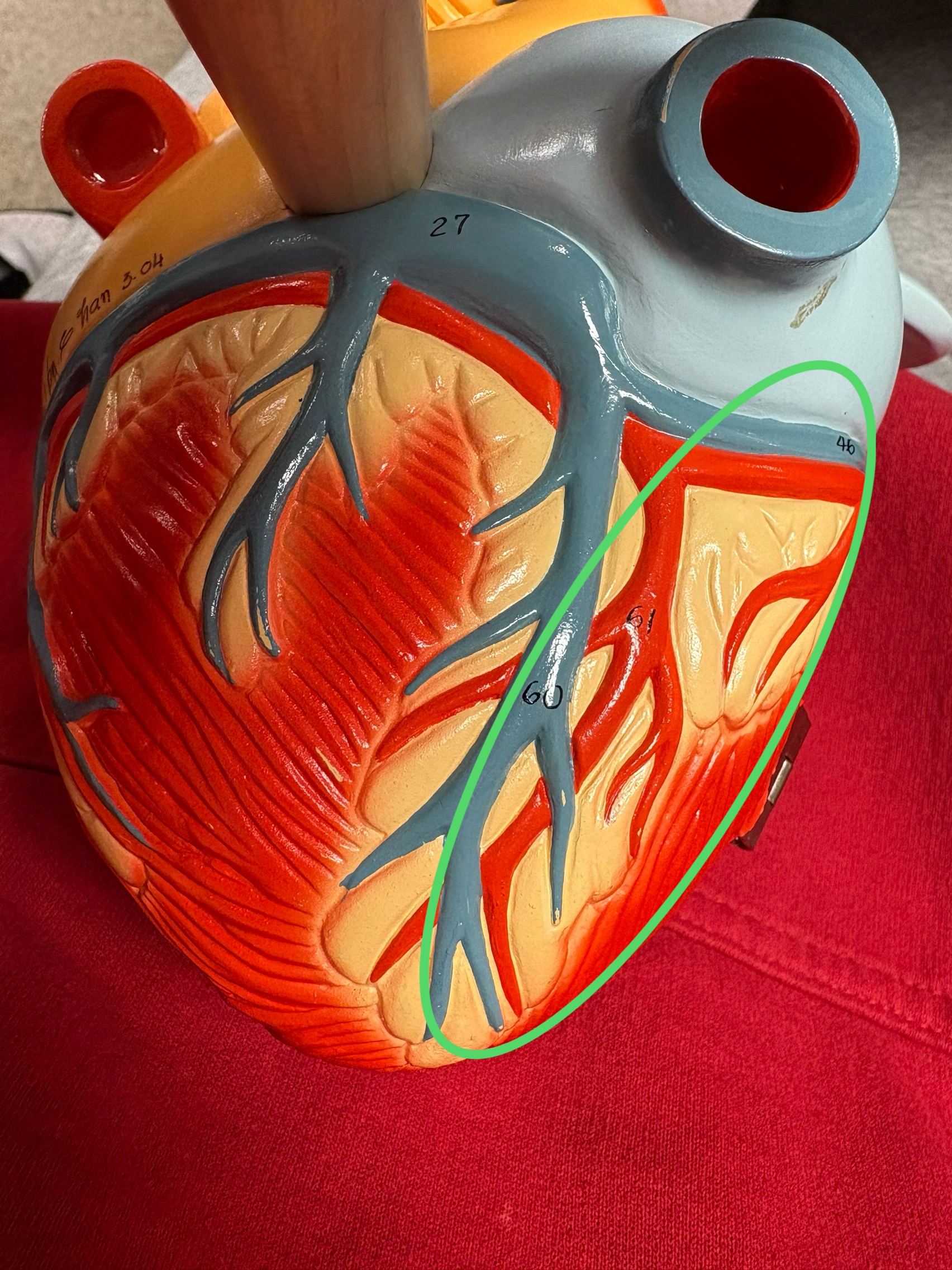 <p>runs between the ventricles posteriorly </p>