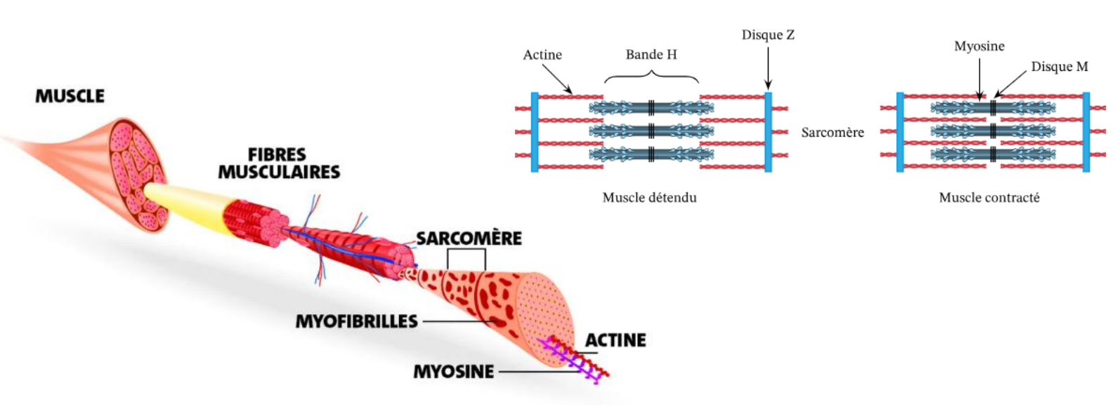 <p><span style="background-color: transparent;"><strong><span>De l’influx nerveux à la contraction musculaire</span></strong></span></p><p><span style="background-color: transparent;"><strong><span>I. Transmission du signal électrique à la jonction neuromusculaire</span></strong></span></p><p><span style="background-color: transparent;"><span>Lorsque le </span><strong><span>potentiel d’action</span></strong><span> (PA) arrive à la terminaison axonale du motoneurone (bouton synaptique) :</span></span></p><ol><li><p><span style="background-color: transparent;"><span>Il provoque l’ouverture de </span><strong><span>canaux calciques voltage-dépendants</span></strong><span>.</span></span></p></li><li><p><span style="background-color: transparent;"><span>L’entrée de </span><strong><span>Ca²⁺</span></strong><span> dans le bouton synaptique déclenche la </span><strong><span>fusion des vésicules synaptiques</span></strong><span> contenant l’</span><strong><span>acétylcholine (ACh)</span></strong><span>.</span></span></p></li><li><p><span style="background-color: transparent;"><span>L’ACh est libérée dans la </span><strong><span>fente synaptique</span></strong><span> et diffuse vers la </span><strong><span>plaque motrice</span></strong><span> de la fibre musculaire.</span></span></p></li><li><p><span style="background-color: transparent;"><span>Elle se fixe sur les </span><strong><span>récepteurs nicotiniques</span></strong><span> situés sur le </span><strong><span>sarcolemme</span></strong><span>, déclenchant la </span><strong><span>dépolarisation</span></strong><span> de la membrane musculaire.</span></span></p></li></ol><p><span style="background-color: transparent;"><span>Cette synapse neuromusculaire est dite </span><strong><span>cholinergique</span></strong><span>, car son neurotransmetteur est l’acétylcholine.</span></span></p>