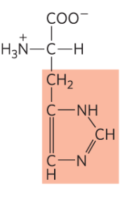 <p>His, H, positive</p>