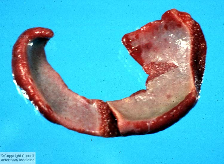 <p><span style="background-color: transparent;">What inflammatory marker is seen here?</span></p>