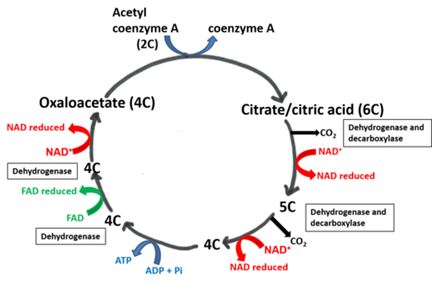 <p>Electron transport chain and chemiosmosis.</p>