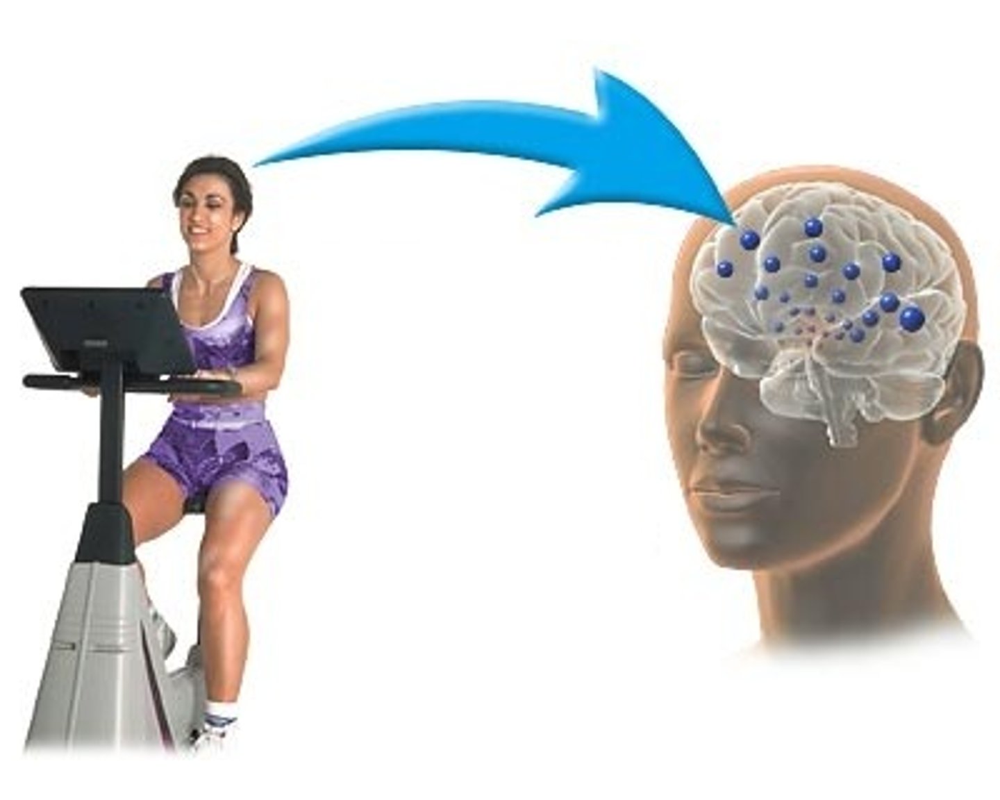 <p>Natural morphine linked to pain control and to pleasure-</p><p>"runner's high"</p>