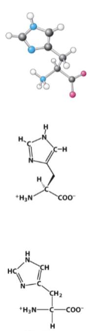 <p>Highly basic R-group (pKa = ~6)</p>