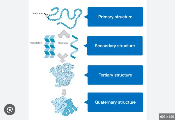 <ul><li><p>Most polypeptides do not exist as a straight chain.</p></li><li><p> they show a secondary structure in which the chains are coiled or bent into pleated sheets. </p></li><li><p>The most common type of coil takes a clockwise direction and is called an alpha helix. In this type of secondary structure, the coils of the protein chain resemble a spiral staircase, with the coils stabilized by hydrogen bonds between successive turns of the spiral.</p></li><li><p> Pleated beta sheets are likewise stabilized by hydrogen bonds. This stabilizing function of hydrogen bonding in protein structure is critical. A commonly occurring pattern of alpha helices and/or beta sheets within the secondary structure is called a motif. A motif often imparts a specific function to each protein in which it appears.</p></li></ul>