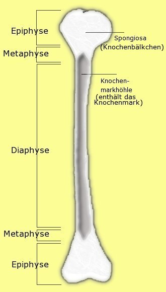 <ul><li><p>de proximale epifyse&nbsp;</p></li><li><p>de diafyse</p></li><li><p>de distale epifyse&nbsp;</p></li></ul><p></p>