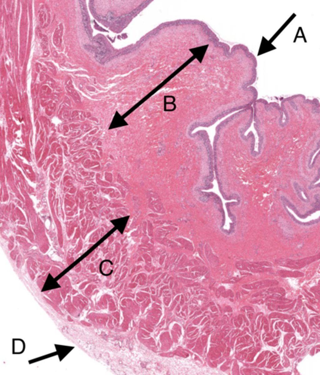 <p>name D</p>