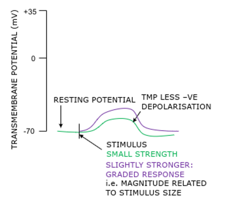 <p>E.g. synaptic/graded or generator potential</p><p>Usually at dendrites and soma (EPSP, IPSP)</p><p>Loses strength through cytoplasm</p>