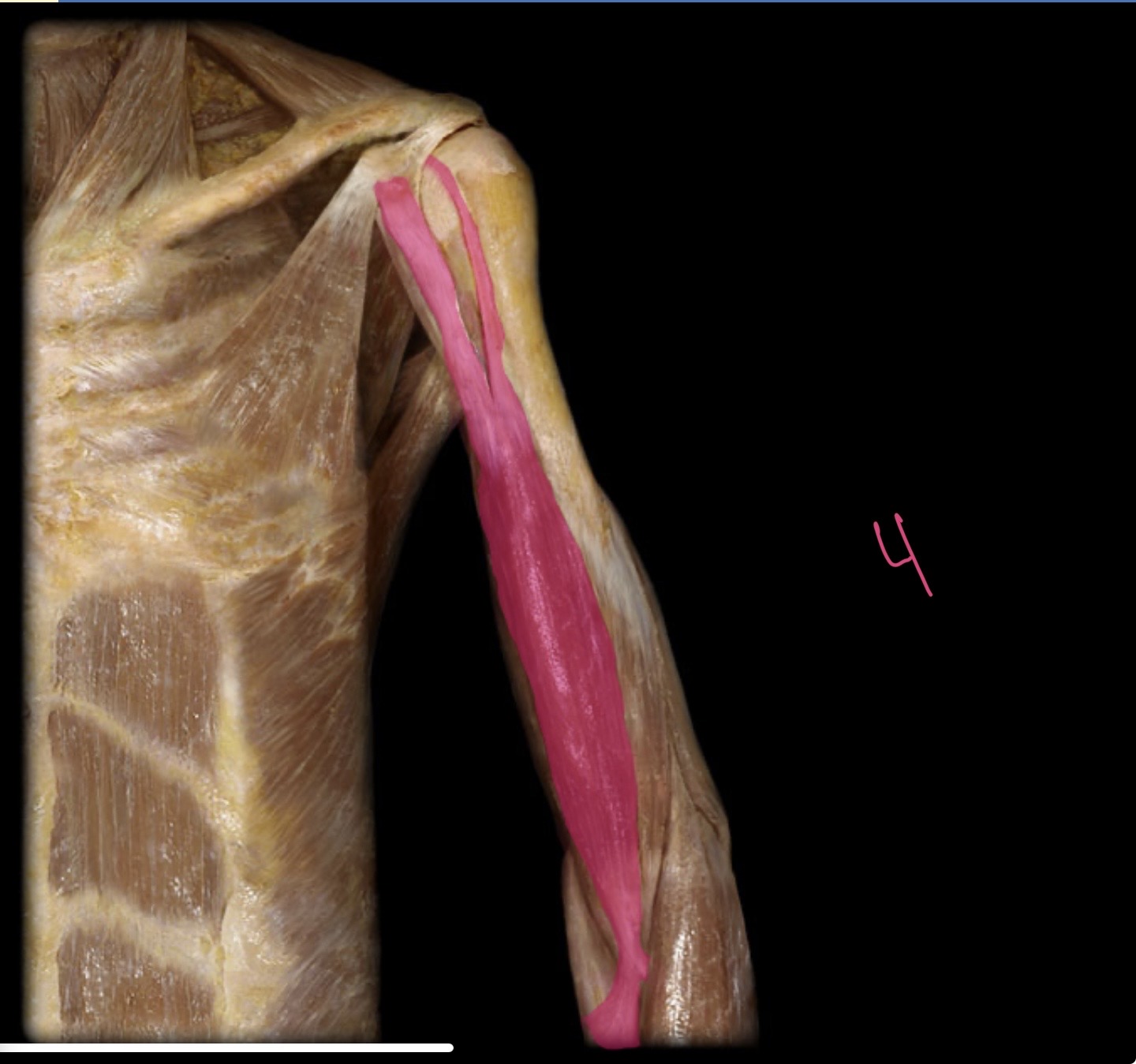 <p>Biceps brachii </p>
