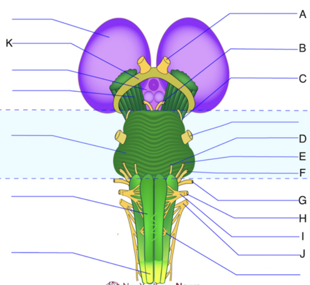 <p>G?</p>