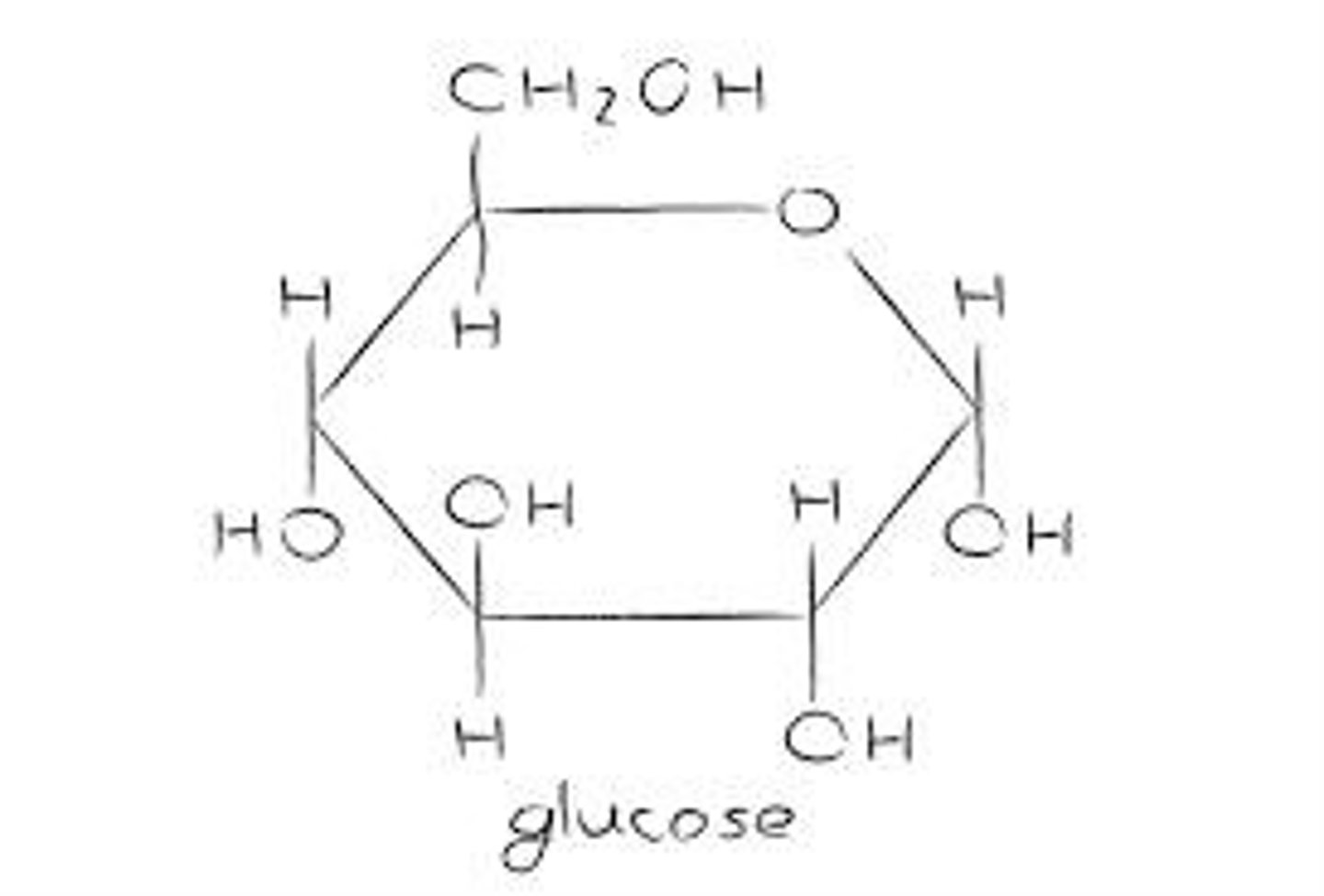 <p>Process of converting nutrients into energy.</p>