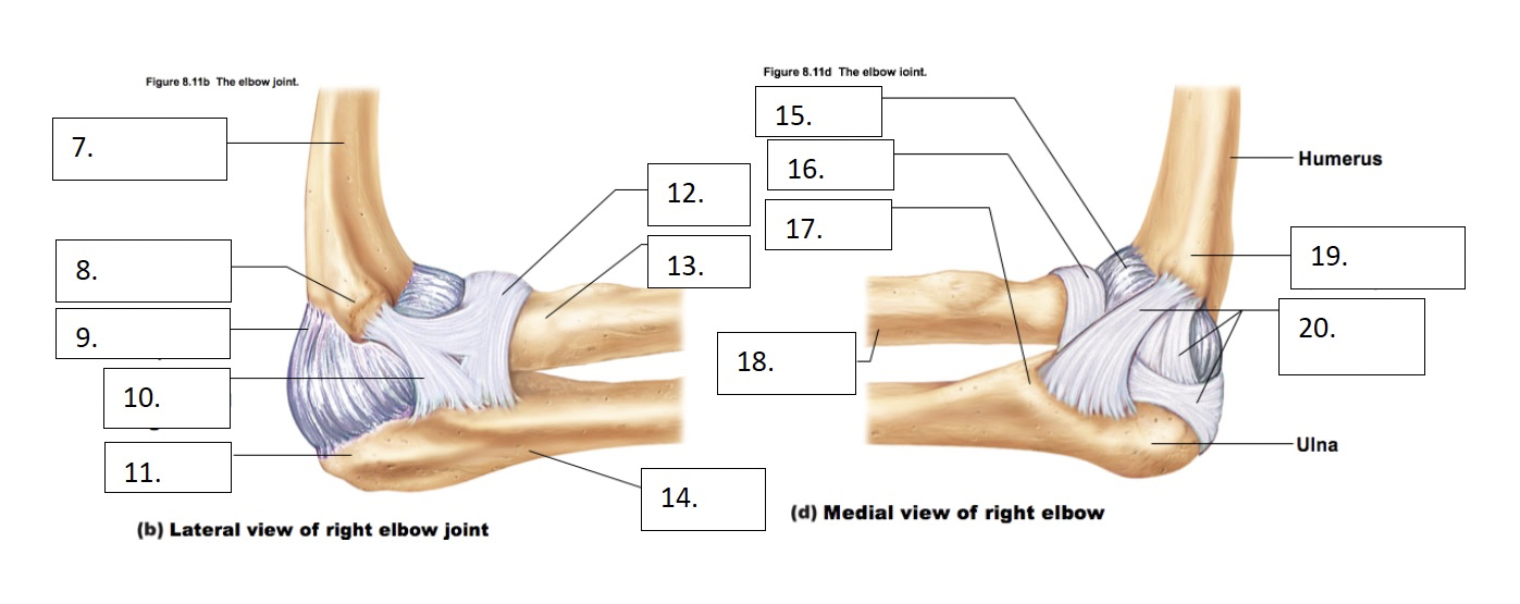 Humerus