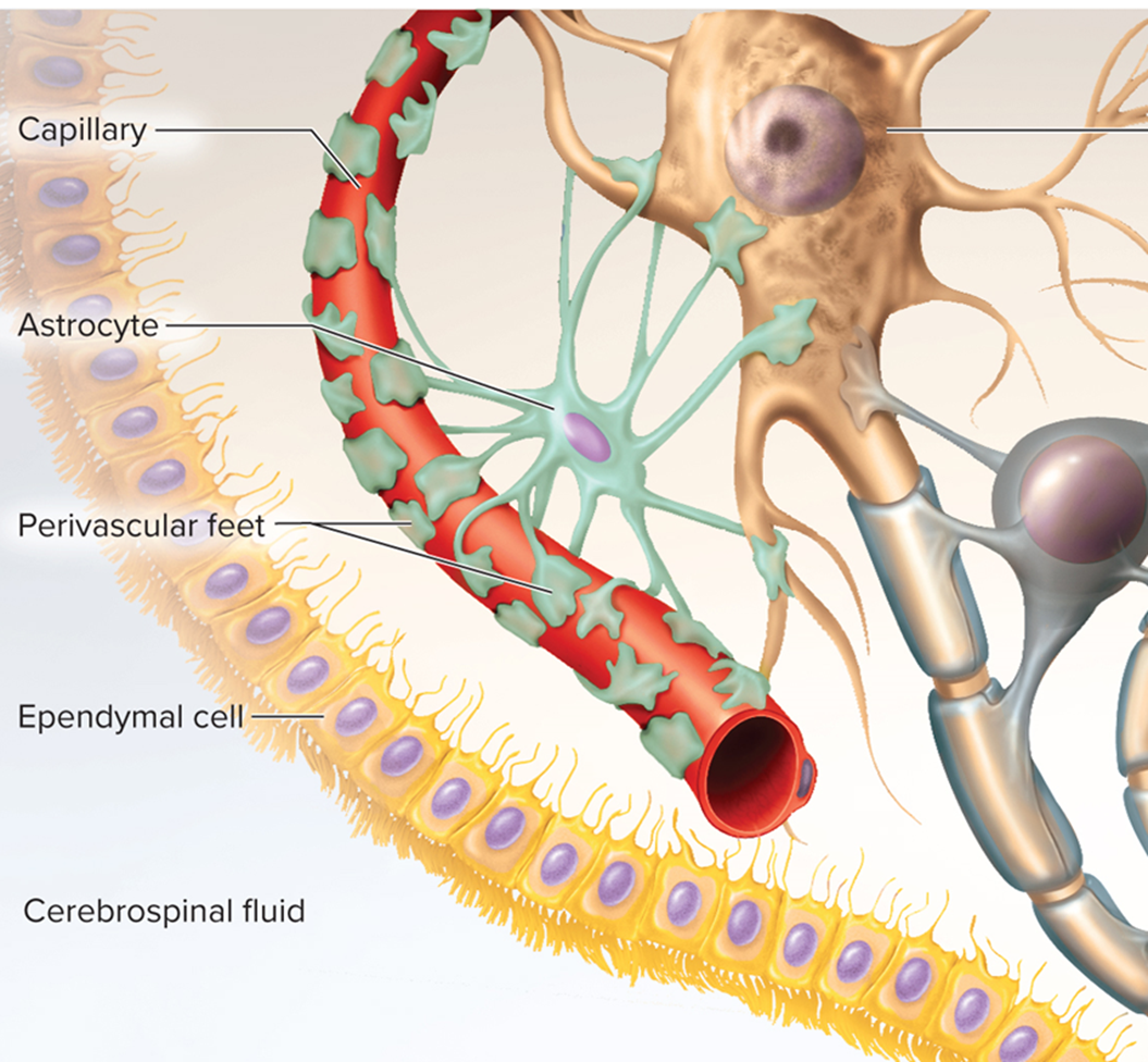 <p>Astrocytes </p>