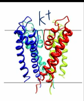 <p>tetramer</p><p>v structure </p><p>selectivity filter (TVGYG) cocntributing to K+ binding</p>