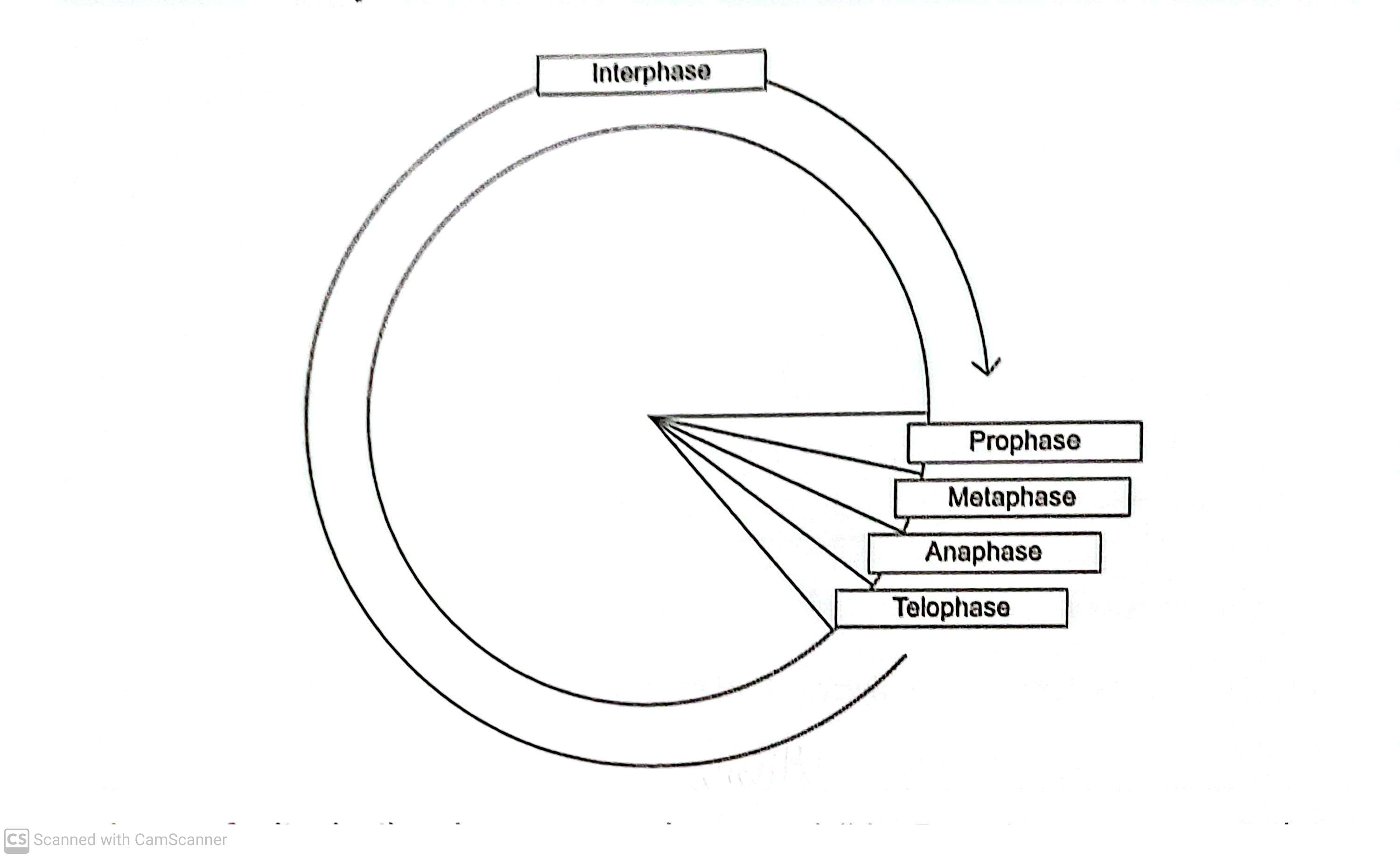 <p>In prophase of mitosis, the chromosomes become visible. Describe what happens in </p><p class="has-focus">Metaphase</p><p class="has-focus">Anaphase (4) </p>