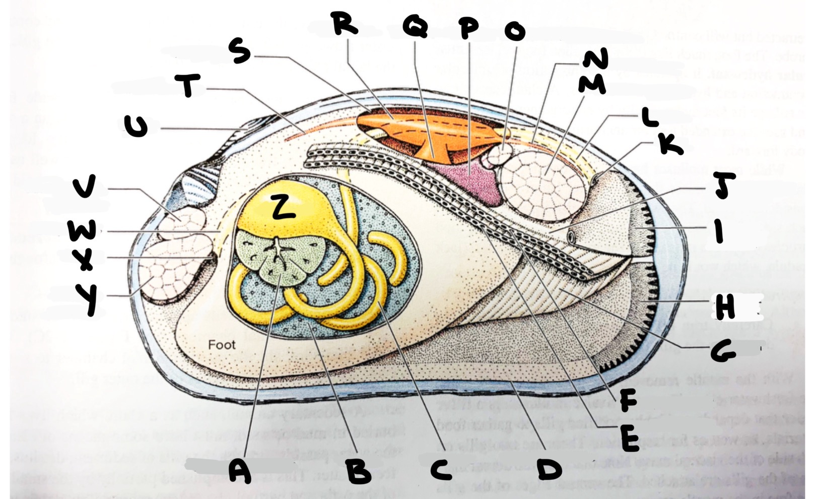 <p>What part of the clam is labeled C</p>