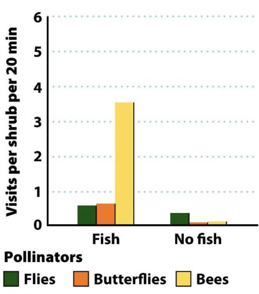 <p>If a pond has fish, there are less dragonflies. Hence, pollination increases because more there are less dragonflies to eat the butterflies and bees who pollinate the plants. <strong>Notice that there are significantly more bees when ponds have fish.</strong></p><p></p><p>Therefore, fish has an indirectly positive affect towards the bees AND plants.</p>
