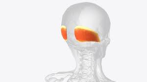 <p>What is this muscle </p>