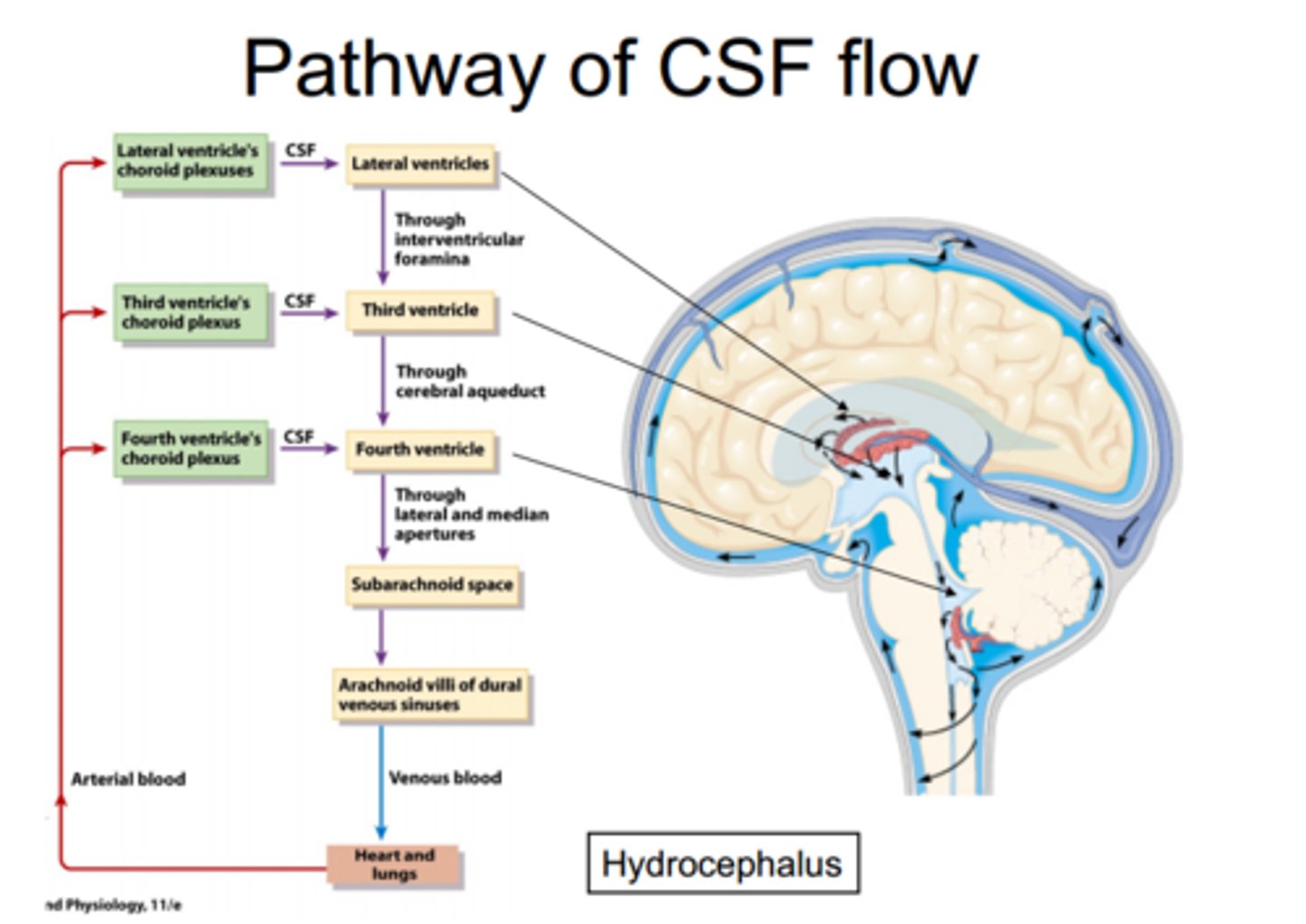 <p>2 lateral ventricles, interventricular foramen, 3rd ventricle, cerebral aqueduct, 4 th ventricle to SC (central canal) &amp; subarachnoid space.</p>