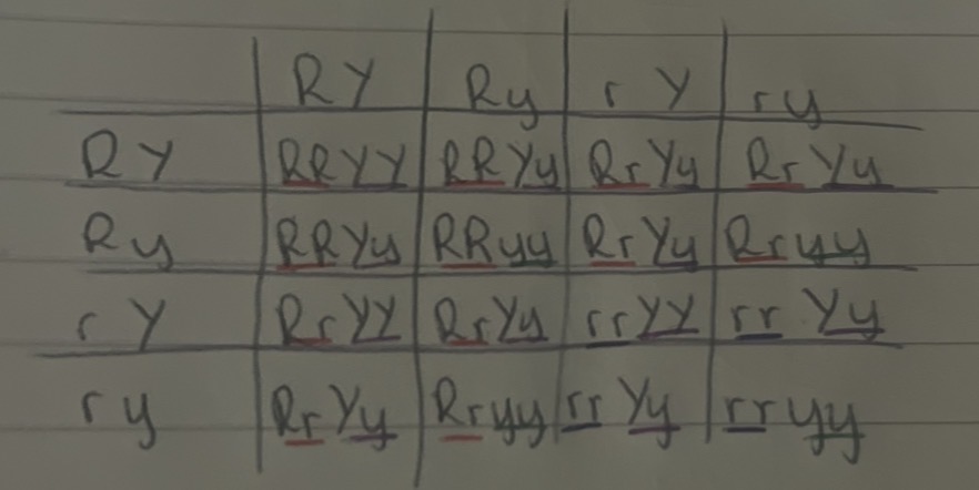 <p>what is the outcome always going to be on the heterozygous dihybrid inheritance</p>