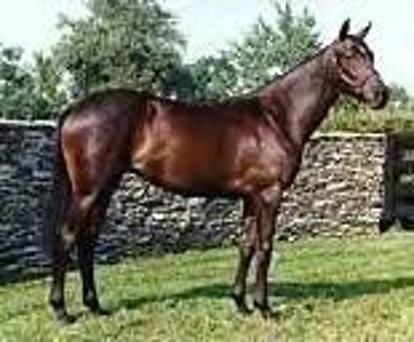 <p>- Dark/dirt brown bodied horse with a brown or black mane/tail</p><p>- Can see hints of red in sunlight</p>