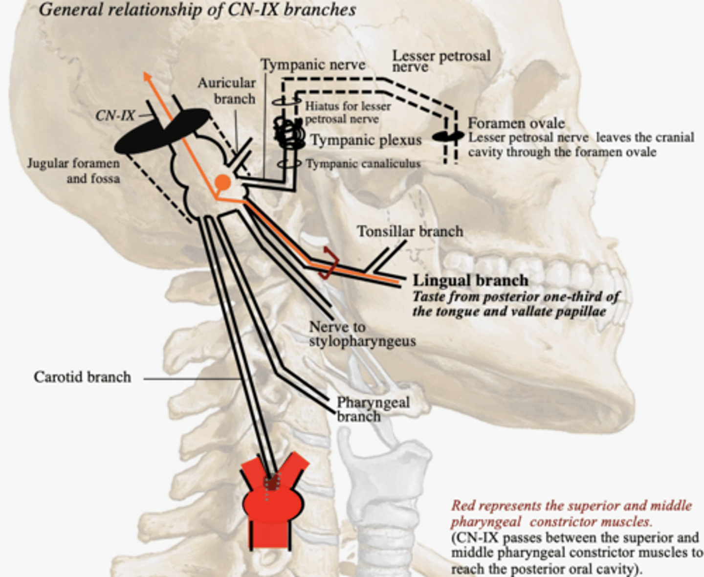 <p>posterior 1/3 of the tongue and vallate papilla</p>
