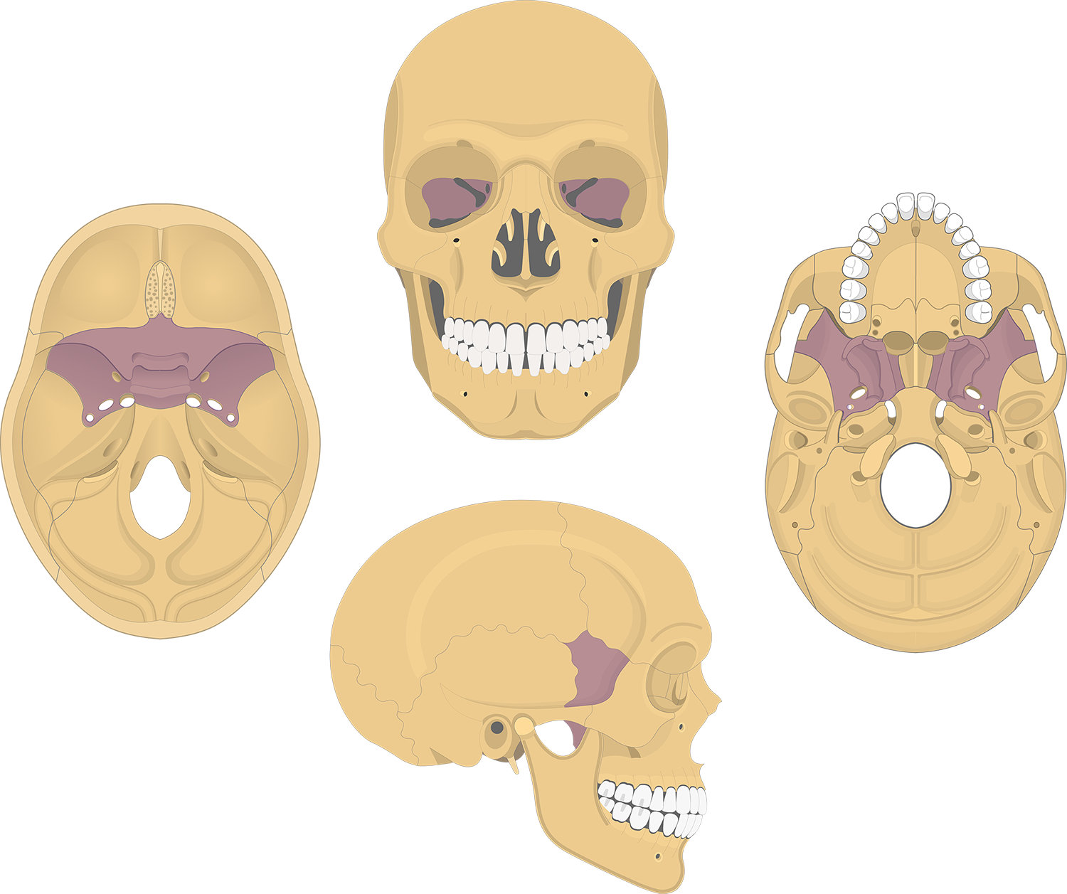 knowt flashcard image