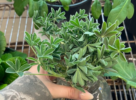 <ul><li><p>compound leaf arrangement</p></li><li><p>maroon variety</p></li><li><p>basal rosette</p></li><li><p>second year will flower</p></li></ul><p></p>