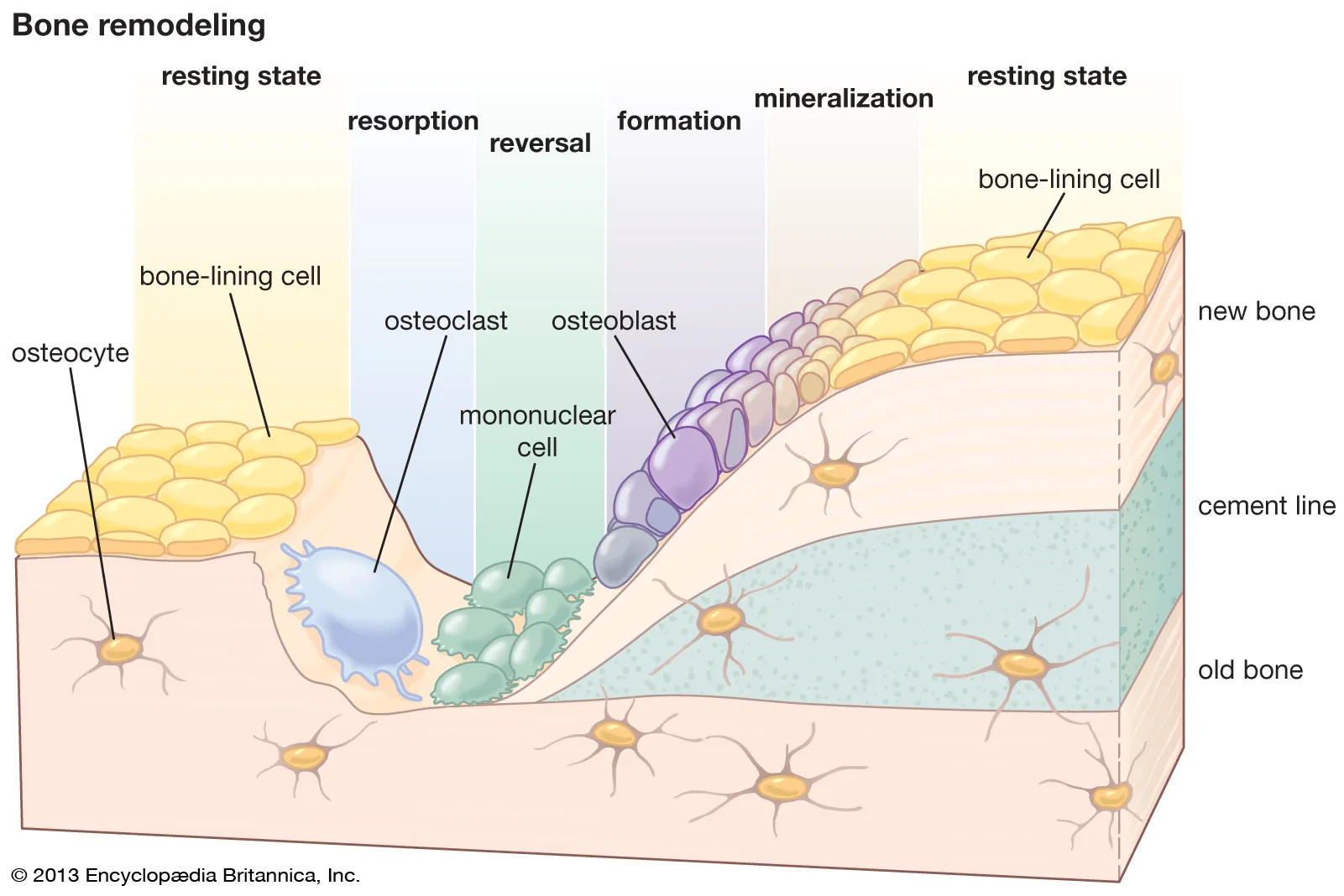hydroxyapatite hardens and crystallizes - become sequestered in tiny spaces called lacunae 