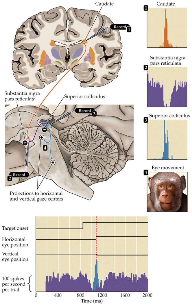 <ul><li><p>humans are foveating primates (spend a lot of time on moving eyes to focus on something)</p></li><li><p>when the eyes are fixated on a target, the upper motor neurons controlling the movement are inhibited by the SN (SN inhibits superior colliculus) → no saccades occur</p></li><li><p>before a saccade occurs: caudate inhibits SN activity via GABAergic input → upper motor neurons of superior colliculus are disinhibited → saccade occurs</p></li></ul><p></p>