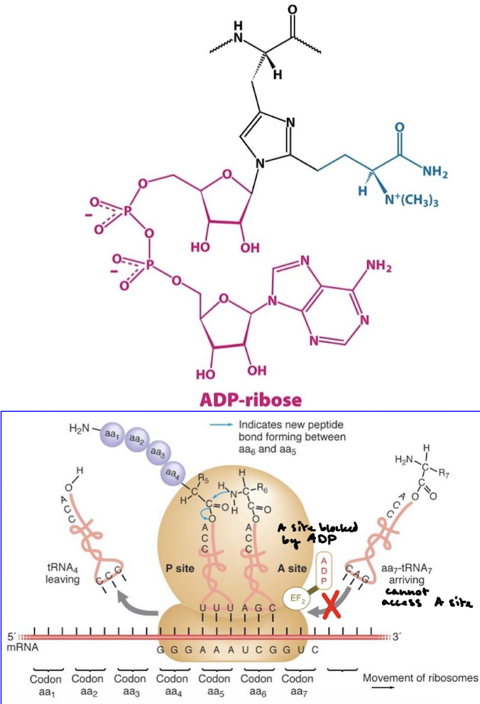 <p>eEF2 (translocase) contains diphthamide, an unusual amino acid that is formed by the post-translational modification of a histidine residue, which is important for maintaining the correct codon reading frame during translocation. The fragement’s NAD (nicotinamide adenine dinucleotide) glycohydralase activity will cleave ADP-ribose from NAD and covalently attaches ADP-ribose to diphthamide in eEF1. This blocks GTP binding to translocase. </p>