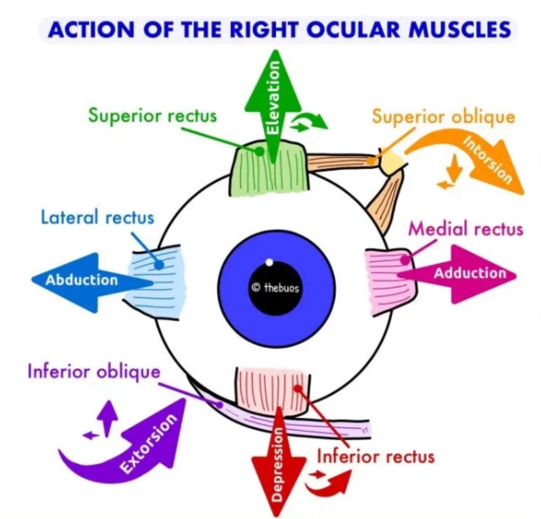 <ul><li><p>superior rectus (III) → <mark data-color="yellow" style="background-color: yellow; color: inherit">elevate</mark>, intorsion, adduct</p></li><li><p>Medial rectus (III) → <mark data-color="yellow" style="background-color: yellow; color: inherit">adduct</mark></p></li><li><p>Inferior rectus (III) → <mark data-color="yellow" style="background-color: yellow; color: inherit">depress</mark>, extort, adduct</p></li><li><p>Lateral rectus (VI) → <mark data-color="yellow" style="background-color: yellow; color: inherit">abduct</mark></p></li><li><p>Inferior oblique (III) → <mark data-color="yellow" style="background-color: yellow; color: inherit">extorsion</mark>, elevate, abduct</p></li><li><p>Superior oblique (IV) → <mark data-color="yellow" style="background-color: yellow; color: inherit">intorsion</mark>, depress, abduct</p></li></ul><p></p>