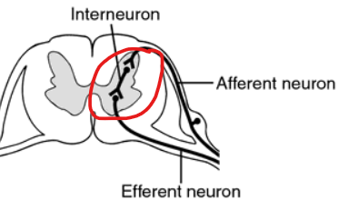 <p>neurons <u>completely contained within the CNS</u>; transmits <u>impulses</u> between other neurons</p><ul><li><p>Part of a reflex arch</p></li></ul><p></p>