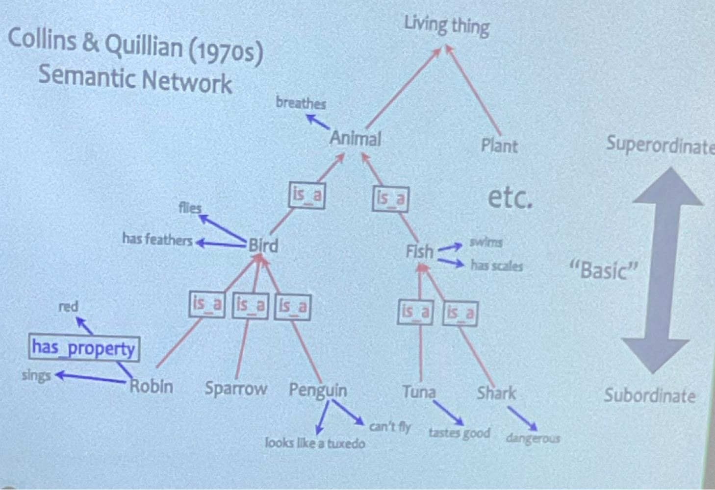 <ul><li><p>If x is a y and y has property z then x has property z</p></li><li><p>direct property wins!</p></li><li><p>inference ability = efficient form of reconstructive memory</p></li><li><p><strong>Hierarchical Structure</strong> (top is superordinate to bottom subordinate)</p></li></ul><p></p>