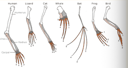 <p>Homologous structures</p>