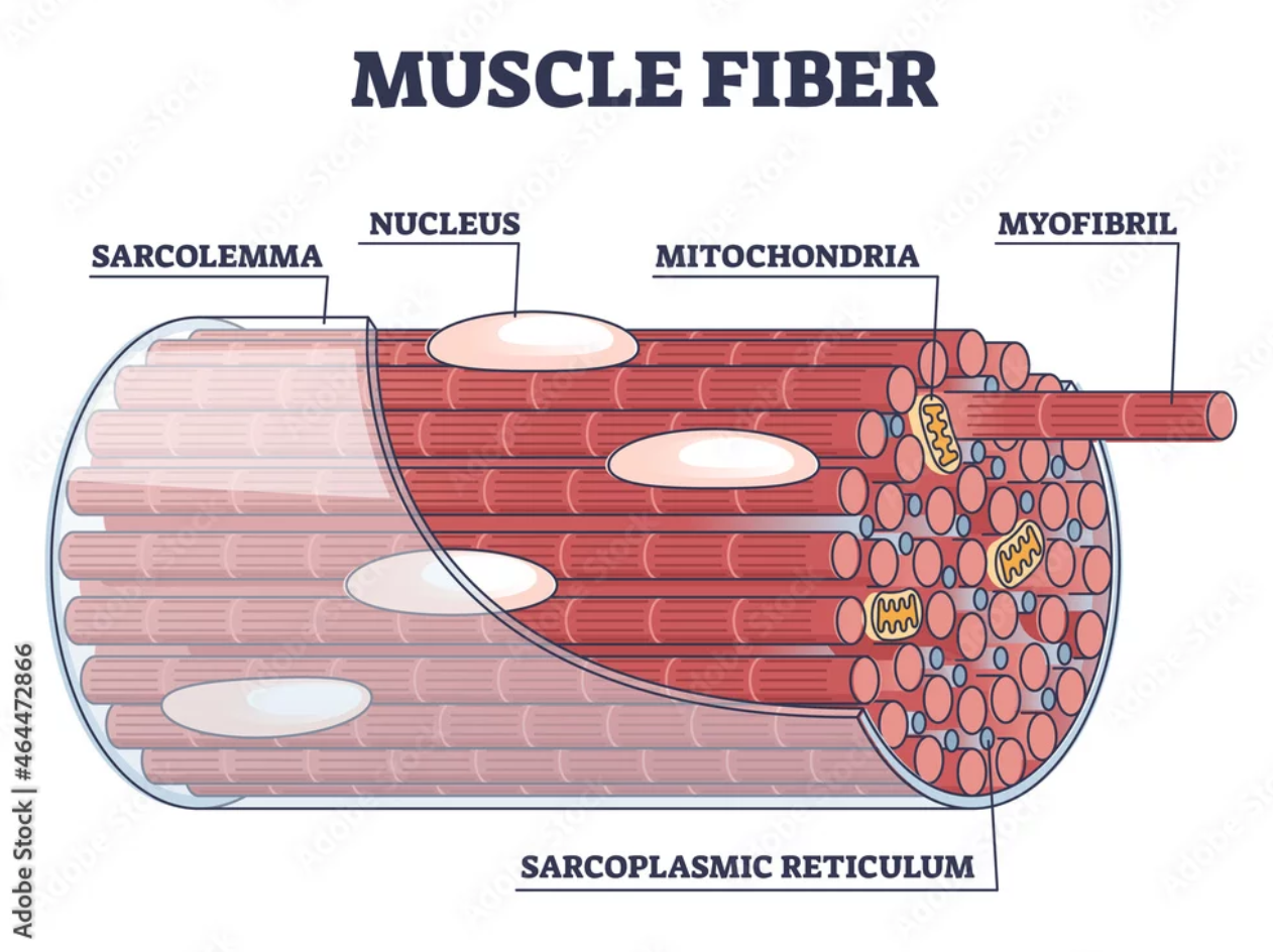<p>Specialized form of the endoplasmic reticulum found in muscle cells. Cardia SR membranes are specialized in the regulation of calcium iron (Ca2) transport and control of “excitation - contraction” coupling.  Skeletal SR is a highly ordered structure consisting of an intricate network of tubules and cisternae specialized for regulating Ca<sup>2 </sup>homeostasis in the context of muscle contraction</p>