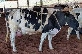 <ul><li><p>support an injured or pendulous udder</p></li></ul>