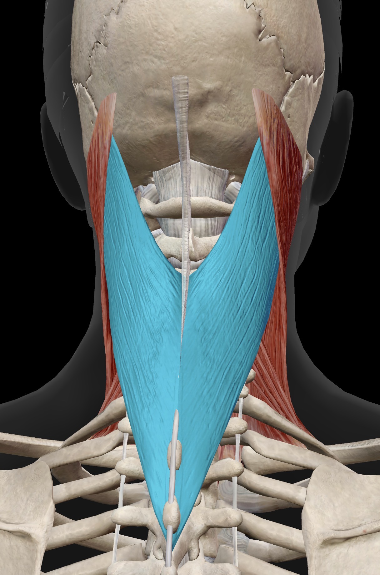 <p>Name the muscle and corresponding letter ( O = origin, I = insertion, A = actions, IN = innervation)</p><p>A</p>