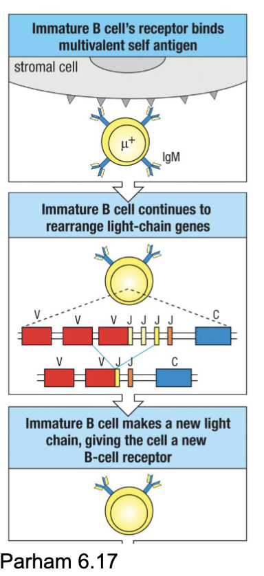 <ul><li><p><span><span>Developing B cells were positively selected for BCR activity → need to do something about autoreactive clones (~75% will have some self-reactivity)</span></span></p></li><li><p><span><span>Three </span><strong><span>central tolerance</span></strong><span> (at site of primary development) mechanisms</span></span></p></li><li><p><span><span>Export of autoreactive immature B cells can result in </span><strong><span>peripheral tolerance </span></strong><span>(elimination at other sites) or potential autoimmunity (i.e. SLE)</span></span></p></li></ul><p></p><p>want to eliminate self recognition</p><p>75% removed bc autoreactive</p><p>central tolerance getting rid of cell where it was developed (bone marrow)</p><p>B cells look for surface antigen but don’t eliminate anything that targets the interior</p>