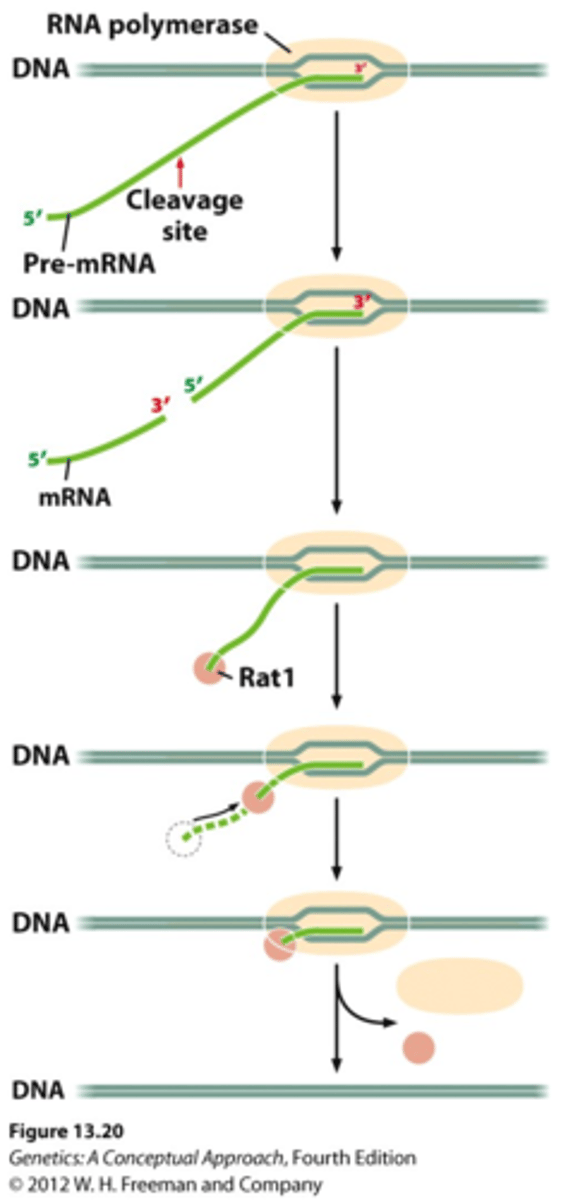 <p>synthesizes all eukaryotic mRNA precursors</p><p>by itself it is incapable of binding to DNA and initiating transcription at specific sites - needs GTFs</p>