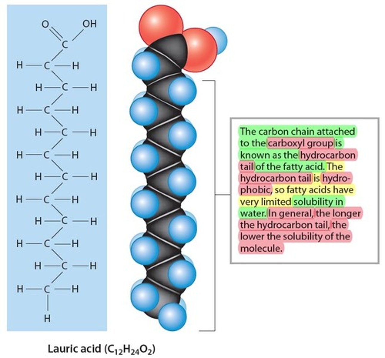 <p>Long carbon chains with attached/bonded hydrogen</p><p>atoms, cholesterol and phospholipids are the Monomer (building block). Primarily functions as an Energy source</p><p>- It’s absorbed from food or synthesized in cells: then transported in the blood</p><p>- Two ends</p><p>1. Head</p><p>- Composed of a Carboxyl group (O-C=OH)</p><p>– Polar ( water liking, "Hydrophilic")</p><p>2. Tail (can be saturated or unsaturated)</p><p>- Composed of long Hydrocarbon chains (H-C-H) </p><p>– Non Polar (water hating, "Hydrophobic")</p>