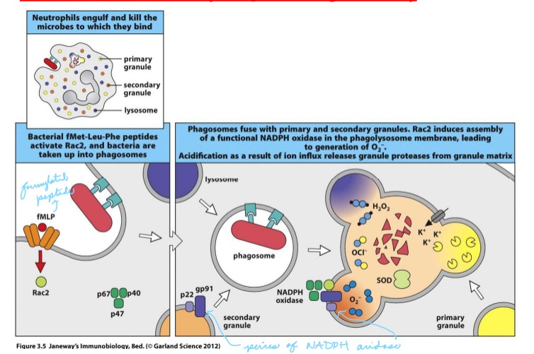 <p>Following phagocytosis, the NADPH oxidase complex forms in the phagolysosome membrane Some components of NADPH oxidase are located within the membrane of granules, others are cytoplasmic – all must assemble to form a functional enzymatic complex NADPH oxidase is responsible for the generation of superoxide</p>