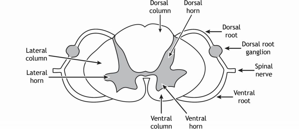 <p>dorsal: “top,” cell bodies are in dorsal horn in spine, axons synapse somatosensory info to spine, AP starts at axons</p><p></p><p>ventral: “bottom,” cell bodies are in ventral horn in spine, axons leave spinal cord to synapse on muscles, AP starts at axon hillock</p><p></p><p>roots are the roads (<strong>axons</strong>) and they deliver signals to the horns</p>