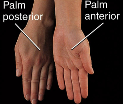 <p><span><span>Movement of the forearm so that the palm is turned backward</span></span></p>