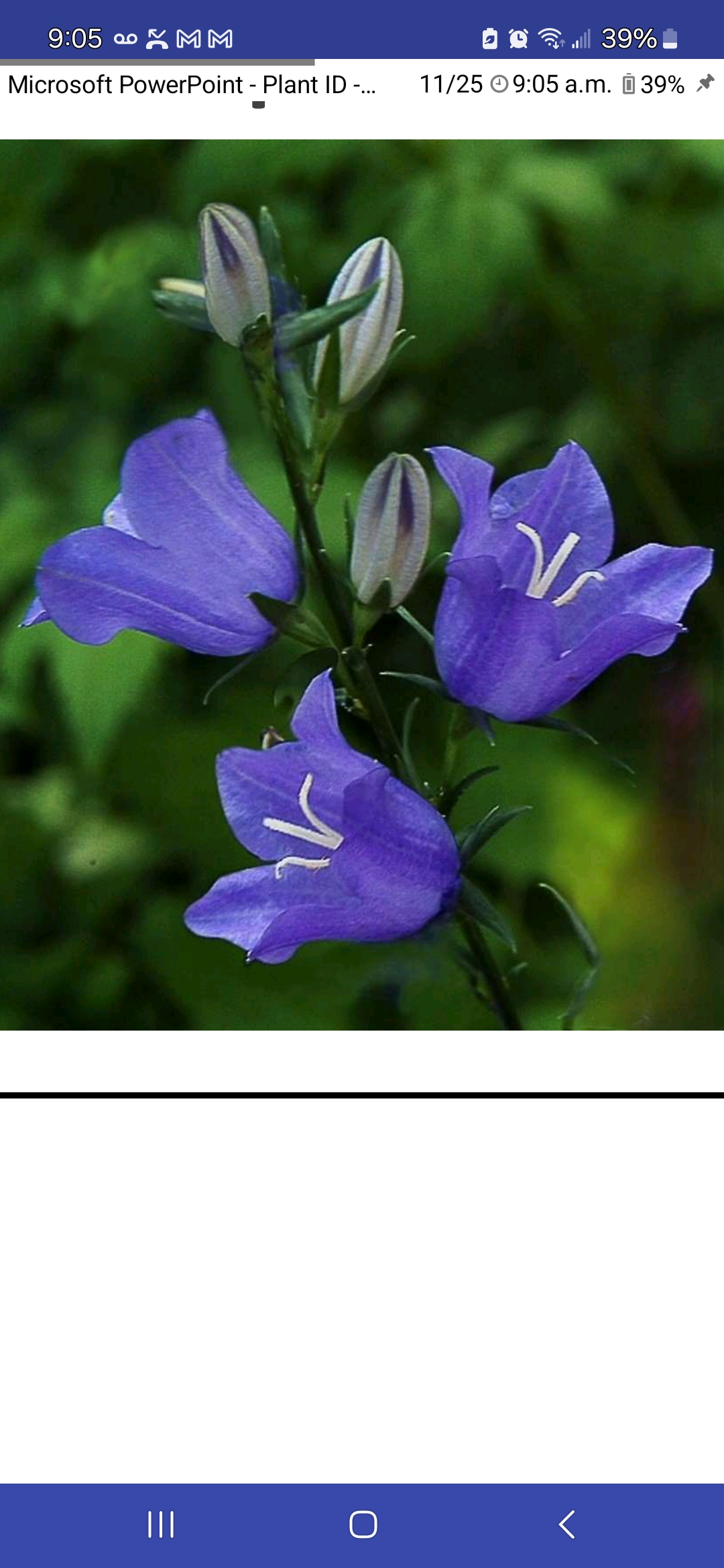 <p>Campanula persicifolia, Campanulaceae</p>