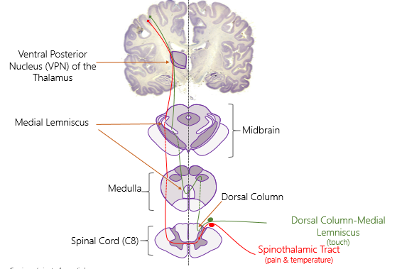 <p>From C8 → medulla (touch crosses over) → to midbrain through medial lemniscus → to the ventral posterior (only one part) nucleus in the thalamus → primary somatosensory&nbsp;cortex (parital lobe)</p>